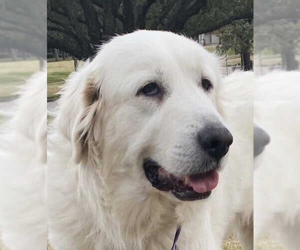 Medium Photo #7 Great Pyrenees Puppy For Sale in Spring, TX, USA