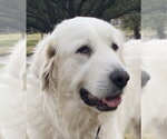 Small #6 Great Pyrenees