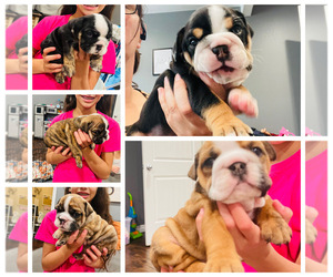 English Bulldog Puppy for sale in KEIZER, OR, USA