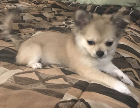 Medium Photo #14 Chihuahua Puppy For Sale in CHARLESTON, SC, USA