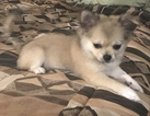 Small #13 Chihuahua