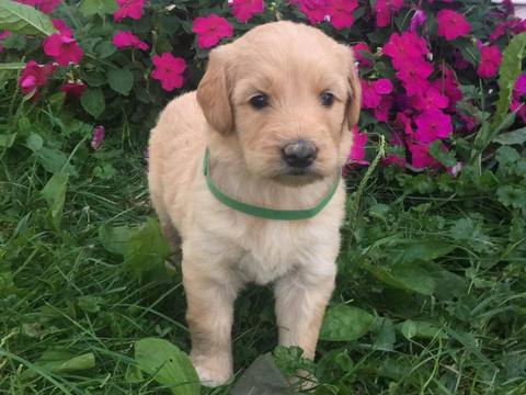 Medium Photo #1 Goldendoodle Puppy For Sale in MIDDLEBURG, PA, USA