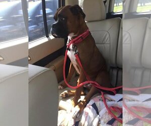 Tyson - ADOPTION PENDING!! - Male Boxer Dog for Adoption - Photo #17