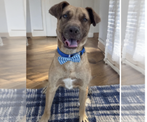 Aiden *courtesy post - Male Labrador Retriever-Retriever  Mix Dog for Adoption - Photo #2