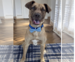 Small #1 Labrador Retriever-Retriever  Mix