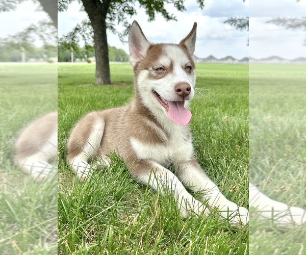 Medium Photo #1 Siberian Husky Puppy For Sale in GREENFIELD, IN, USA