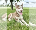 Image preview for Ad Listing. Nickname: Howie