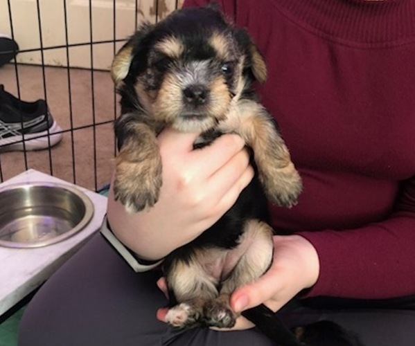 Medium Photo #1 Shorkie Tzu-Yorkshire Terrier Mix Puppy For Sale in SCOTTSDALE, AZ, USA