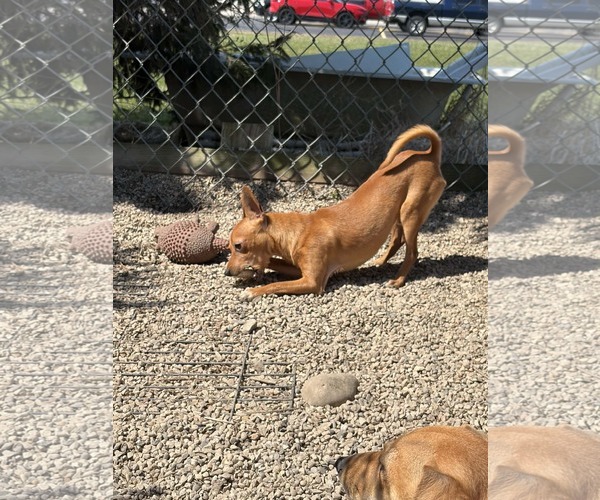 Medium Photo #2 Chipin Puppy For Sale in Mukwonago, WI, USA