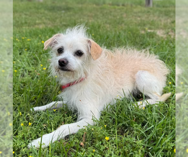 Medium Photo #3 Chihuahua-Unknown Mix Puppy For Sale in Cranston, RI, USA