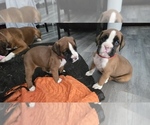 Small #3 Boxer