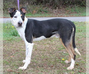 Mutt Dogs for adoption in Prattville, AL, USA