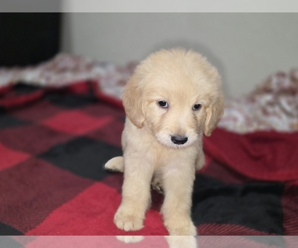 Medium Photo #16 Goldendoodle Puppy For Sale in DUBLIN, TX, USA