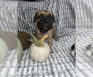 Medium Cane Corso