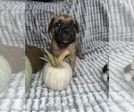 Puppy Puppy 4 peach Cane Corso