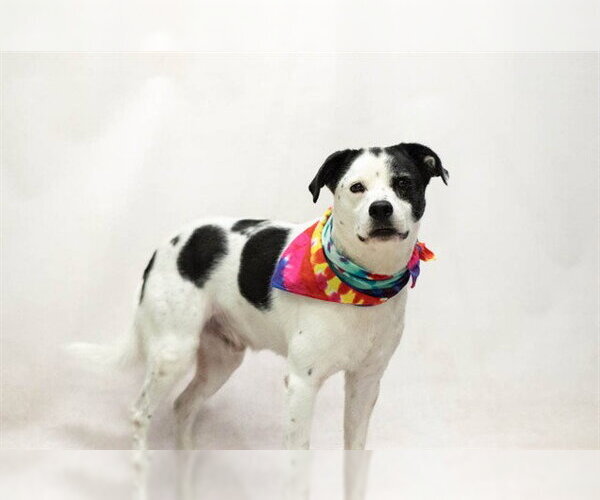 Medium Photo #1 Mutt Puppy For Sale in Sanford, FL, USA