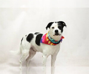 Mutt Dogs for adoption in Sanford, FL, USA