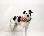 Small Mutt