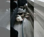Small #9 American Pit Bull Terrier Mix