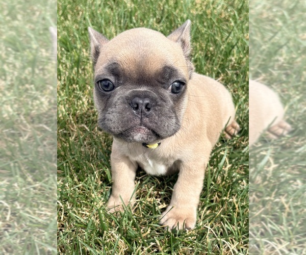 Medium Photo #1 French Bulldog Puppy For Sale in CANYON, TX, USA