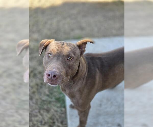 Medium Photo #1 Mutt Puppy For Sale in Temple, TX, USA