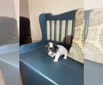 Small Photo #3 Dachshund Puppy For Sale in LOGANVILLE, GA, USA