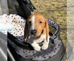 Small Photo #1 Dachshund Puppy For Sale in MATTITUCK, NY, USA