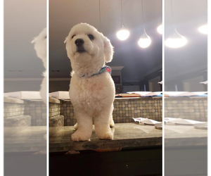 Mother of the Bichon Frise puppies born on 05/27/2025