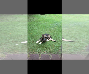 Father of the German Shepherd Dog puppies born on 01/29/2025