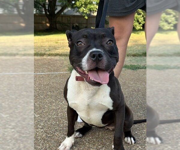 Medium Photo #2 American Staffordshire Terrier Puppy For Sale in Southbury, CT, USA