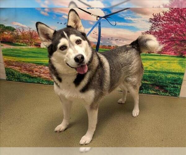 Medium Photo #1 Siberian Husky-Unknown Mix Puppy For Sale in Moreno Valley, CA, USA
