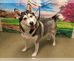 Small Siberian Husky Mix