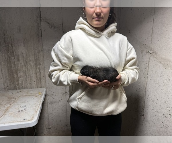 Medium Photo #8 Dutch Shepherd Dog Puppy For Sale in WATERTOWN, CT, USA