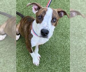 Mutt Dogs for adoption in Fayetteville, NC, USA