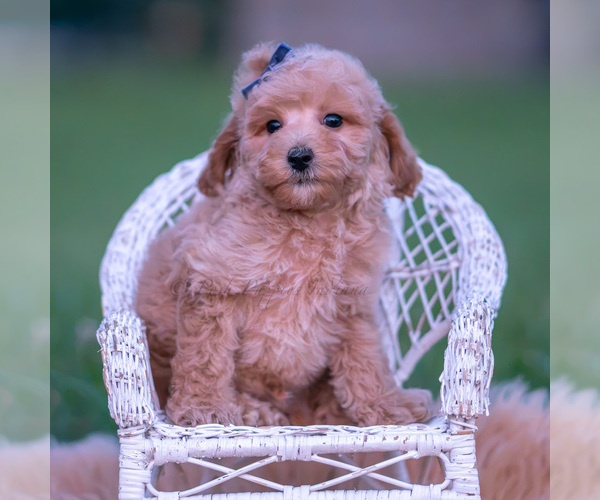 Medium Photo #30 Poodle (Miniature) Puppy For Sale in WARSAW, IN, USA