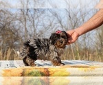 Small #14 ShihPoo