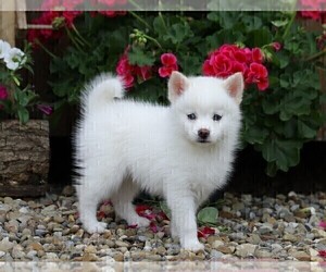 Pomsky-Poodle (Miniature) Mix Puppy for sale in FREDERICKSBG, OH, USA
