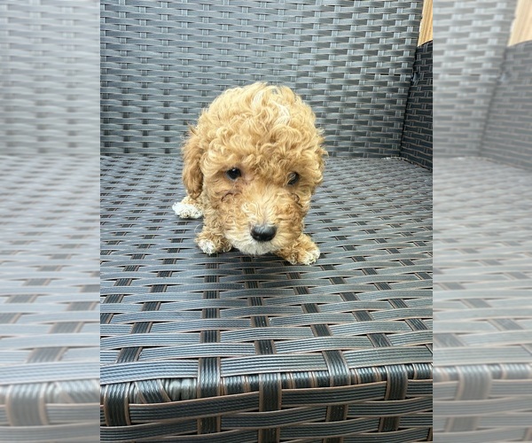 Medium Photo #10 Poodle (Toy) Puppy For Sale in MARYLAND HEIGHTS, MO, USA