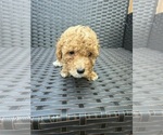 Puppy 4 Poodle (Toy)