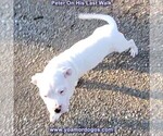 Small Photo #55 Dogo Argentino Puppy For Sale in PINEVILLE, MO, USA