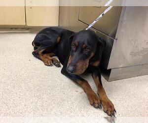 Doberman Pinscher Dogs for adoption in Riverside, CA, USA