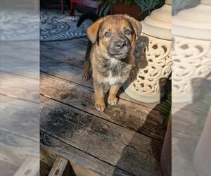 German Shepherd Dog-Unknown Mix Dogs for adoption in Santa Cruz, CA, USA
