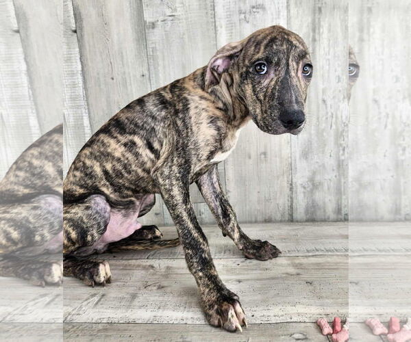 Medium Photo #1 Catahoula Leopard Dog-Plott Hound Mix Puppy For Sale in columbia, SC, USA