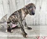 Small Catahoula Leopard Dog-Plott Hound Mix