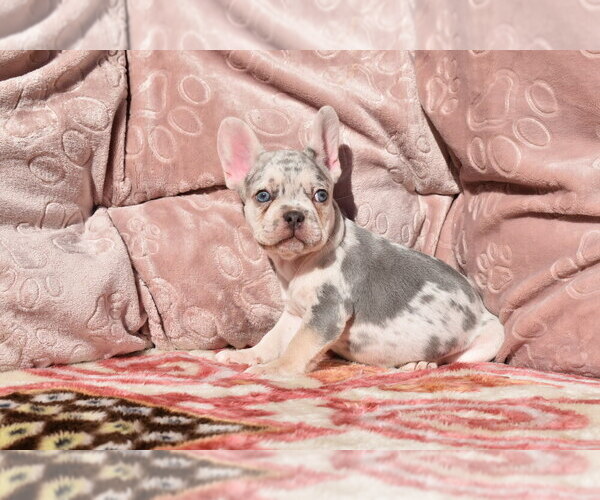 Medium Photo #1 French Bulldog Puppy For Sale in BAYTOWN, TX, USA