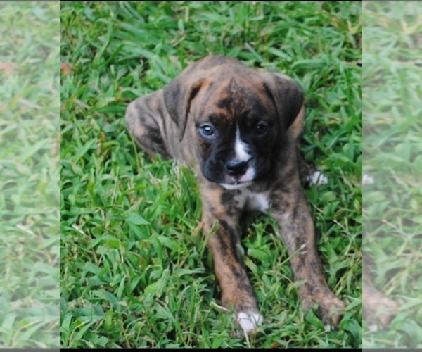 Medium Photo #4 Boxer Puppy For Sale in PETERSBURG, VA, USA