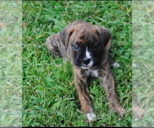 Medium Boxer