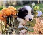 Small #1 Border Collie