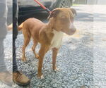 Small #3 Mutt