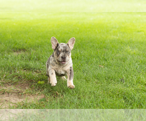 French Bulldog Puppy for sale in NAPPANEE, IN, USA